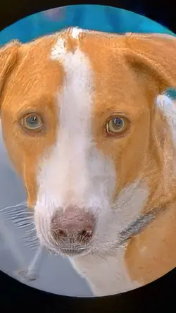 Spiritual dog