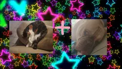 CAT + DOG =??? 