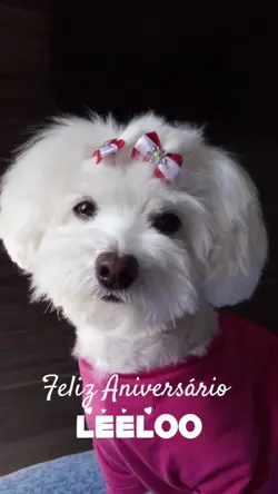 Aniversário Pet
