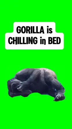 GORILLA is CHILLING 