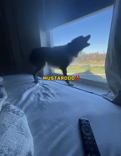 mustard (dog version