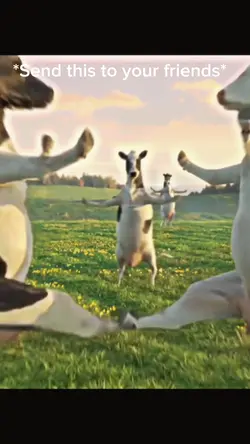 funny, cow dance