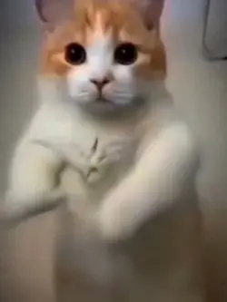 Cat Dancing Meme