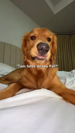 animal de estimação 