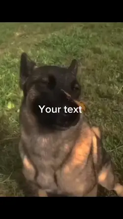 Peaceful doggo