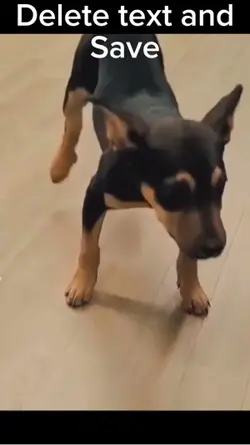 Doge