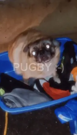 PUGBY