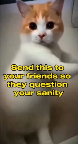  Cat dance 😂😂