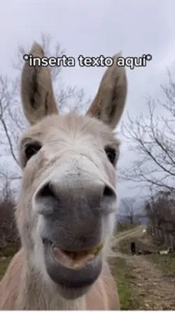 Donkey Eating 