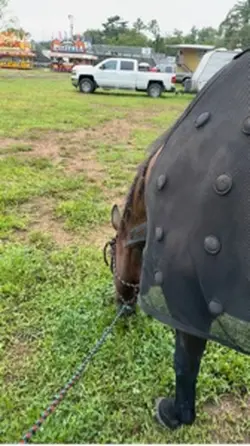 Come to a rodeo 