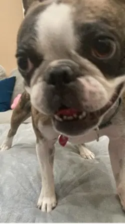 My dog can rap 😛