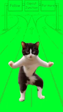 Biker kitty