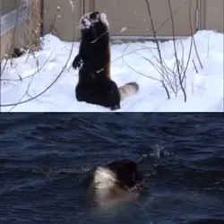 shark vs red panda