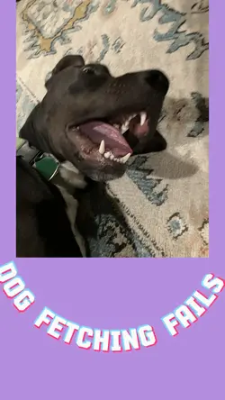 Dog Fetching Fails