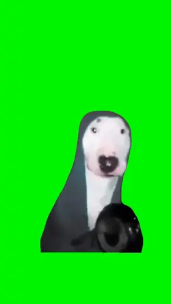 Funny dog
