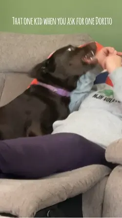 Guilty dog face