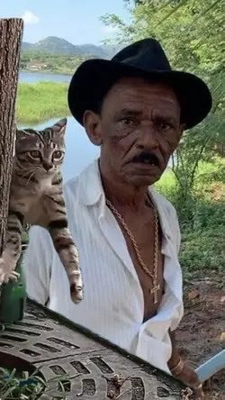 Gato levando susto
