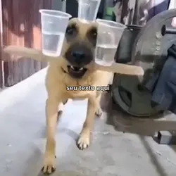 cachorro equilibrist