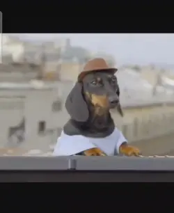 piano dog meme