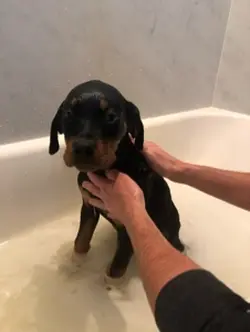 evil doggy