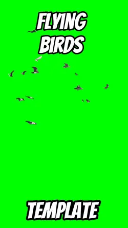 Flying birds 