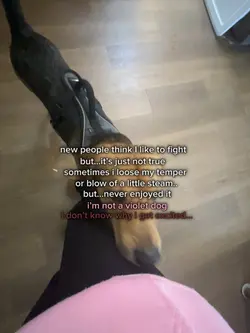 not a violent dog…
