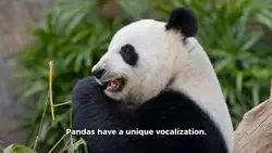 Panda Voice