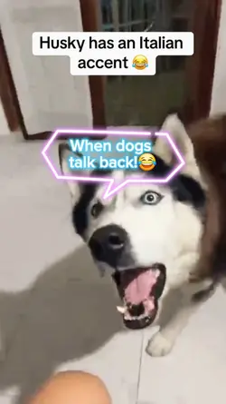 When Dogs Talk Back