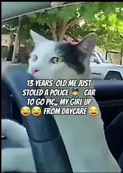 Cat driving 