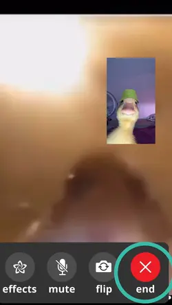 Factiming hamster