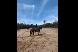Horsesss n rodeo