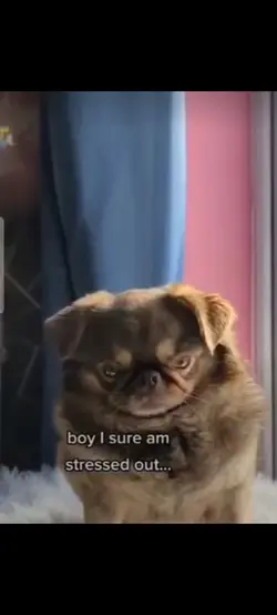 stressed pug meme