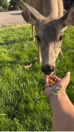 Feeding my pet