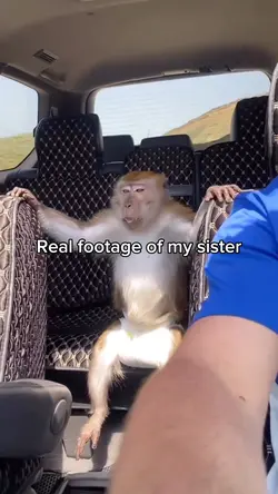 Monkey clips meme