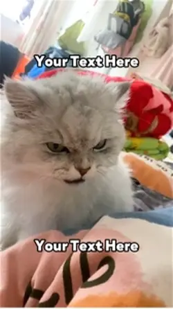 Eating Angry Cat