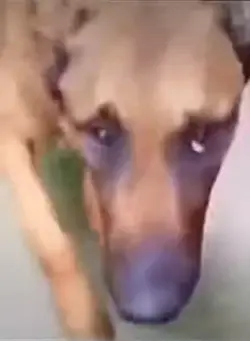 Dog covering