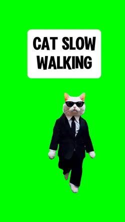 CAT SLOW WALKING