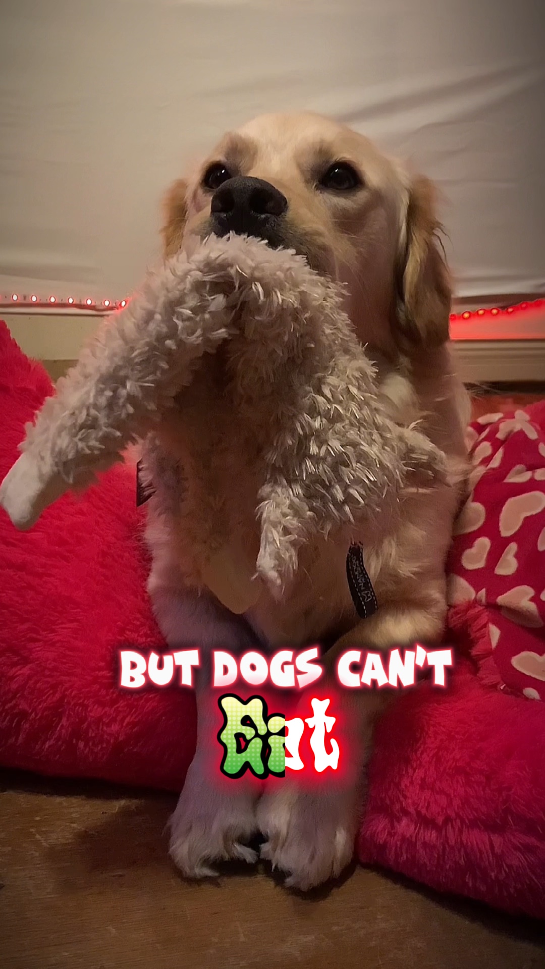 Valentine Dog - Pippit