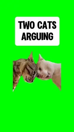 TWO CATS ARGUING
