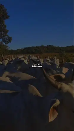 seu boiadeiro 