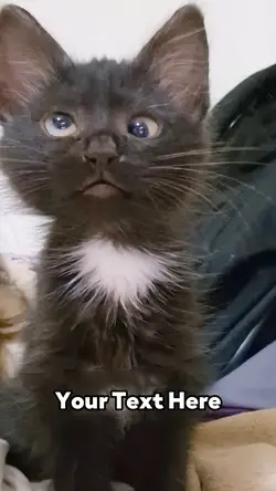 Meowing Cat 