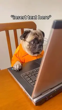 Dog working meme