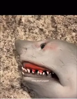 Shark meme