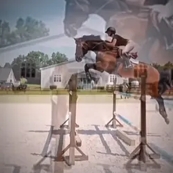 Horse edit template