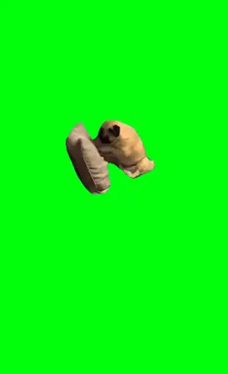pug boxing