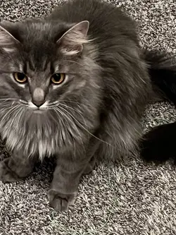 KITTY!