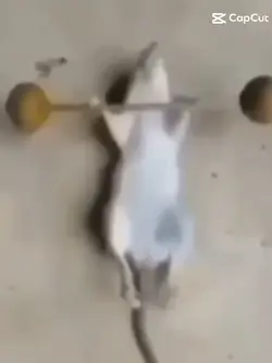 lol