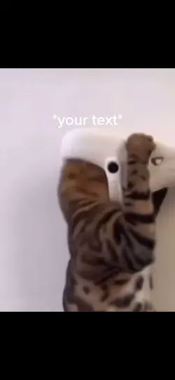 Dark side cat