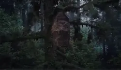 SPIDER WEB MV