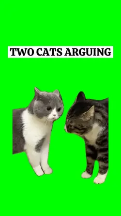 TWO CATS ARGUING 